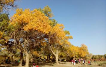 金秋10月兰州集合古丝绸之路8日自驾游：额济纳胡杨林-航天城-嘉峪关-门源8日自驾-亲子圈网